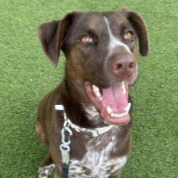 German Shorthaired Pointer Dogs Available for Adoption in Indianapolis, Indiana - Heidi | PetCurious