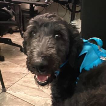 Pele OS NV -  Poodle Dog for Adoption in Las Vegas, Nevada - Pele OS NV | PetCurious