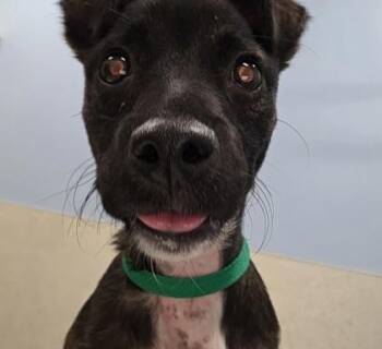 Pretti -  American Staffordshire Terrier and Mixed Breed Dog for Adoption in Honolulu, Hawaii - Pretti | PetCurious