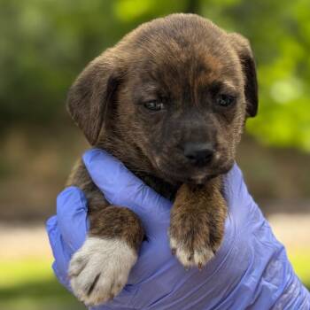 American Bulldog and Mixed Breed Dogs Available for Adoption in Lucedale, Mississippi - Boomer | PetCurious