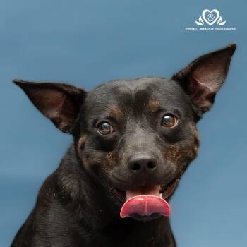 Rescue Bulldog and Boston Terrier Dogs for Adoption in Houston, Texas - Camo | PetCurious