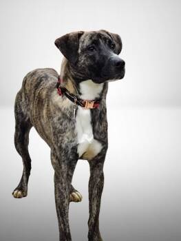 Rescue Labrador Retriever Dogs for Adoption in Little Rock, Arkansas - Rey | PetCurious