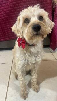 MATEO -  Schnoodle Dog for Adoption in Bell Gardens, California - MATEO | PetCurious