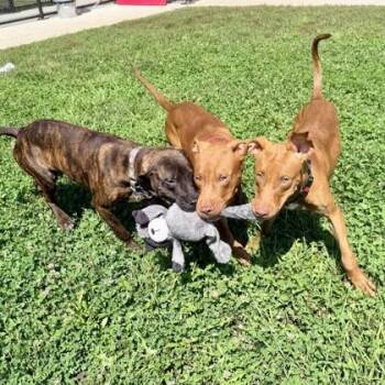 Baguette -  Pit Bull Terrier and Mixed Breed Dog for Adoption in Wheaton, Illinois - Baguette | PetCurious