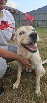 Labrador Retriever and Husky Dogs Available for Adoption - Sparky | PetCurious