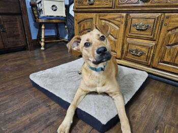 Hound Dogs Available for Adoption in Boston, Massachusetts - Kix | PetCurious