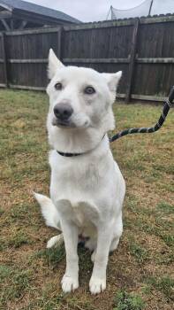 Labrador Retriever and Husky Dogs Available for Adoption - Snow | PetCurious