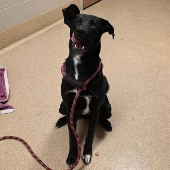 Lightning -  Black Labrador Retriever and German Shepherd Dog Dog for Adoption in Bristol, Indiana - Lightning | PetCurious