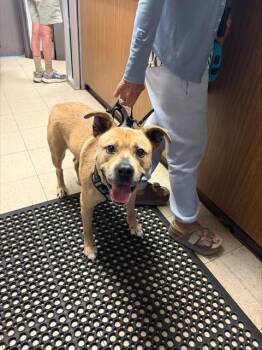 Pit Bull Terrier and Mixed Breed Dogs Available for Adoption in Stockton, California - HAZEL | PetCurious
