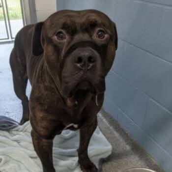 Rescue Mixed Breed Dogs for Adoption in Jeffersonville, Indiana - Axle | PetCurious