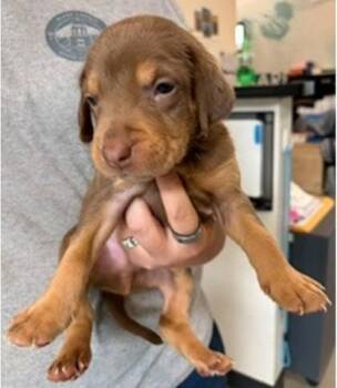 Sergio -  Mixed Breed Dog for Adoption in Morristown, New Jersey - Sergio | PetCurious