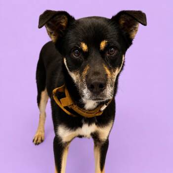 Applesauce -  Shepherd and Mixed Breed Dog for Adoption in Concord, North Carolina - Applesauce | PetCurious