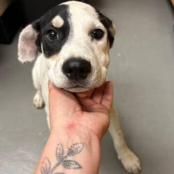 Pancakes -  Mixed Breed Dog for Adoption in Bellingham, Washington - Pancakes | PetCurious