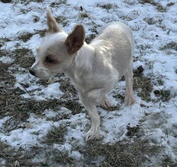 Yorkshire Terrier Dogs Available for Adoption - Luna  | PetCurious