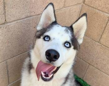 NELLIE -  Siberian Husky and Mixed Breed Dog for Adoption in Moreno Valley, California - NELLIE | PetCurious