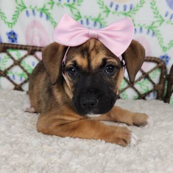 Great Dane and German Shepherd Dog Dogs Available for Adoption in Fort Wayne, Indiana - Microwave Beep | PetCurious