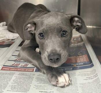 Labrador Retriever Dogs Available for Adoption - Dougie | PetCurious