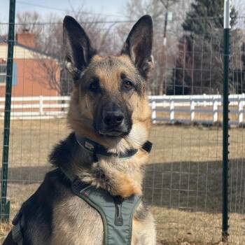 Shepherd Dogs Available for Adoption - Bodie-Referral | PetCurious