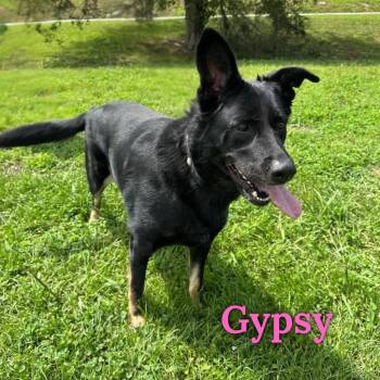 Gypsy -  Australian Shepherd Dog for Adoption in Oak Ridge, Tennessee - Gypsy | PetCurious
