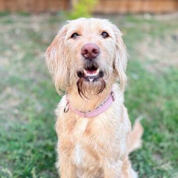 Rescue Labrador Retriever and Poodle Dogs for Adoption in Austin, Texas - Azula LLD | PetCurious