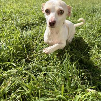 Chihuahua and Jack Russell Terrier Dogs Available for Adoption - Dobby | PetCurious