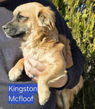 Chihuahua and Terrier Dogs Available for Adoption in Minneapolis, Minnesota - Kingston McFloof | PetCurious