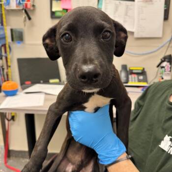 Carlton -  Mixed Breed Dog for Adoption in Columbiana, Alabama - Carlton | PetCurious