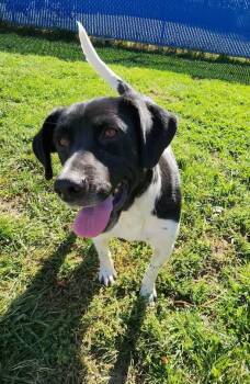 Rescue Beagle Dogs for Adoption in Wooster, Ohio - Roxanne | PetCurious