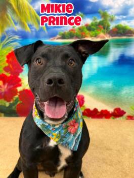 Mikie Prince -  Black Labrador Retriever Dog for Adoption in Flint, Michigan - Mikie Prince | PetCurious