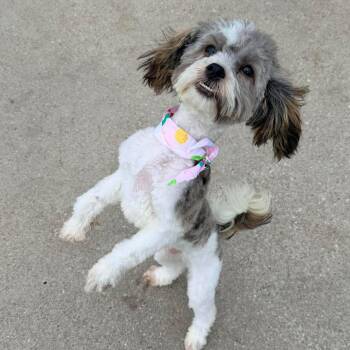 Max will be at Hollywood feed 7/4 1030-1230 Preston rd Dallas -  Maltipoo and Poodle Dog for Adoption in Kaufman, Texas - Max Will Be At Hollywood Feed 7/4 1030-1230 Preston Rd Dallas | PetCurious