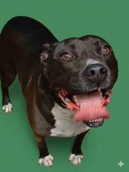 Mixed Breed Dogs Available for Adoption in Jacksonville, Florida - QUEVO | PetCurious