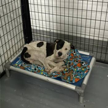 Fisher -  Terrier Dog for Adoption in St. Louis, Missouri - Fisher | PetCurious