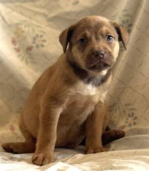Tanner -  Hound and Mixed Breed Dog for Adoption in Morristown, New Jersey - Tanner | PetCurious