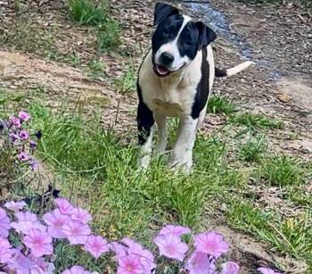 Pit Bull Terrier Dogs Available for Adoption in Semmes, Alabama - Sister  | PetCurious