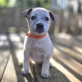 Bard -  Hound Dog for Adoption in Chattanooga, Tennessee - Bard | PetCurious