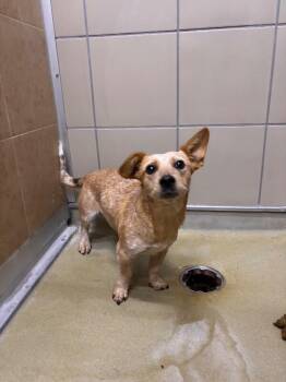 Muffin -  Corgi Dog for Adoption in Hobbs, New Mexico - Muffin | PetCurious