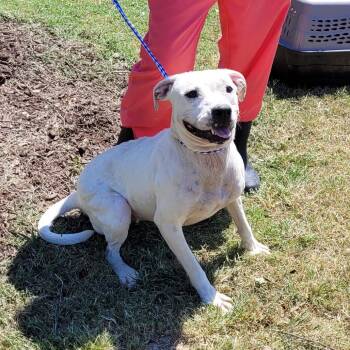 Mixed Breed Dogs Available for Adoption - Eliza | PetCurious