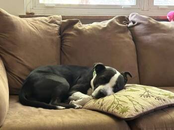 Chev -  Mixed Breed Dog for Adoption in Cincinnati, Ohio - Chev | PetCurious