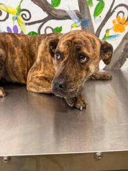 Mixed Breed Dogs Available for Adoption in Brookhaven, Mississippi - Belle 26 | PetCurious