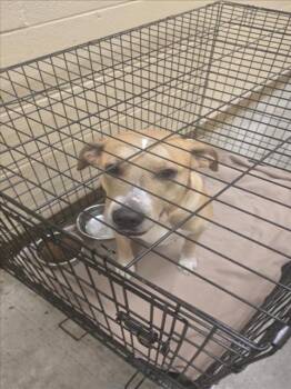 Rescue Labrador Retriever and Mixed Breed Dogs for Adoption in Texas City, Texas - CHARLOTTE | PetCurious