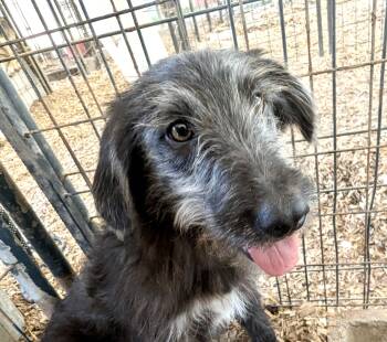 Rescue Wirehaired Terrier Dogs for Adoption in Fosters, Alabama - JUNIPER | PetCurious