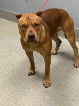 Rescue Pit Bull Terrier and Mixed Breed Dogs for Adoption in Las Vegas, Nevada - STRATOS | PetCurious