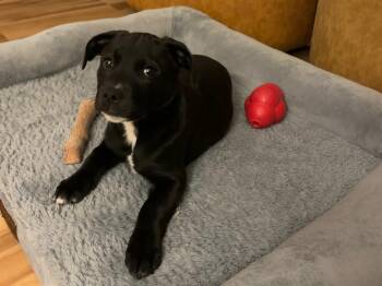 Golden Retriever Dogs Available for Adoption in River Vale, New Jersey - Skye | PetCurious