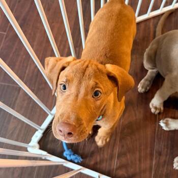 Finch -  Weimaraner and Chocolate Labrador Retriever Dog for Adoption - Finch | PetCurious