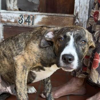 Mixed Breed Dogs Available for Adoption - Purple | PetCurious