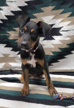 Australian Shepherd and Terrier Dogs Available for Adoption in Muskego, Wisconsin - Frito The Sweetest Puppy | PetCurious