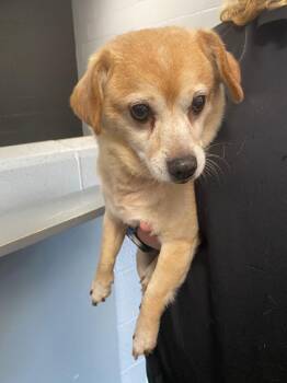 Big Guy -  Beagle and Chihuahua Dog for Adoption in Troy, Ohio - Big Guy | PetCurious
