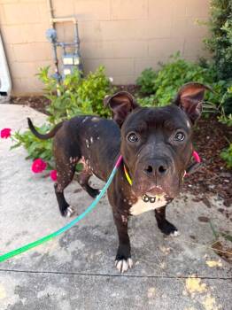 Zorro -  Mixed Breed Dog for Adoption in Huntsville, Alabama - Zorro | PetCurious