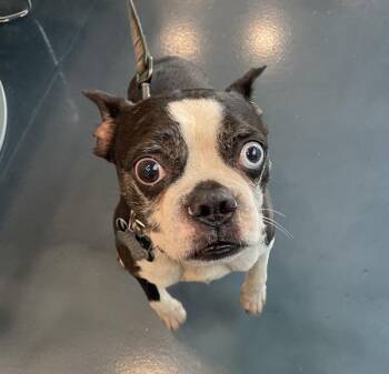 Jojo -  Mixed Breed Dog for Adoption - Jojo | PetCurious