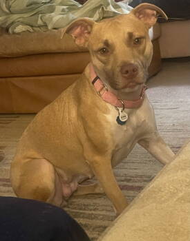 Rescue Labrador Retriever and Pit Bull Terrier Dogs for Adoption in Atlanta, Georgia - Leena | PetCurious